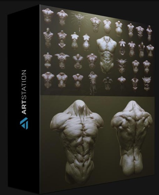 ARTSTATION – TORSOS – 33 CHARACTER & CREATURE ZBRUSH INSERTMESH BRUSH (Premium)