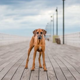 Unleashed Education – 7 Ways to Unleash Variety in Your Dog Photography Sessions (Premium)