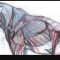 NMA / New Masters Academy – Introduction to Animal Anatomy (Premium)